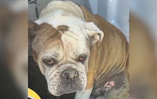 Socorro Officials Seek Help to Reunite Elderly Bulldog with Owners After Finding Chipped Pet