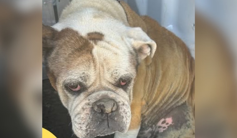 Socorro Officials Seek Help to Reunite Elderly Bulldog with Owners After Finding Chipped Pet