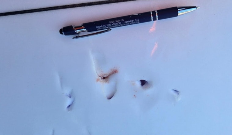 Sonoma Surfer Cheats Death After Shark Mauls Board Off Bodega Bay