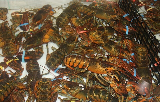 Sophisticated Heist at Sea as $400K of Live Lobsters Stolen on Route from Massachusetts to Midwest Costco