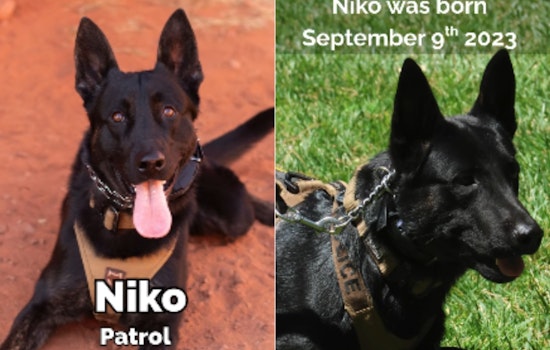 VIDEO: St. George PD Celebrates K9 Niko's 2nd Birthday: A Heroic Dutch Shepherd Keeping Utah Safe