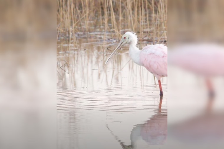 St. Johns County Calls for Responsible Water Use to Protect Migrating Birds