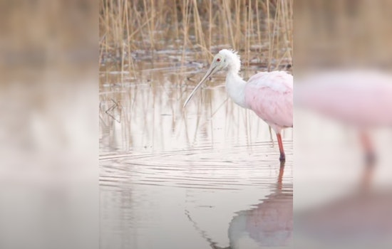 St. Johns County Calls for Responsible Water Use to Protect Migrating Birds