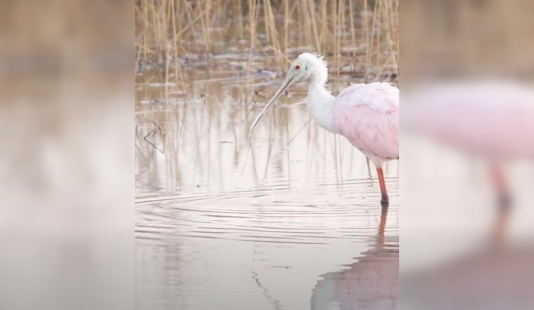 St. Johns County Calls for Responsible Water Use to Protect Migrating Birds