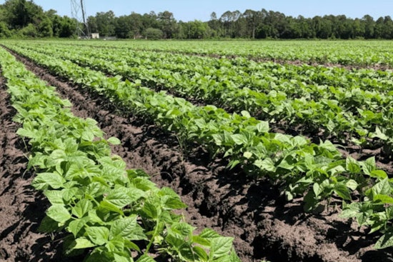 St. Johns County Launches Rural Land Preservation Program - Eligible Farmers and Ranchers Encouraged to Apply