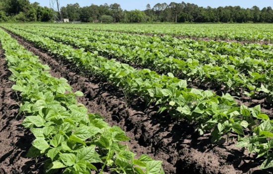 St. Johns County Launches Rural Land Preservation Program - Eligible Farmers and Ranchers Encouraged to Apply