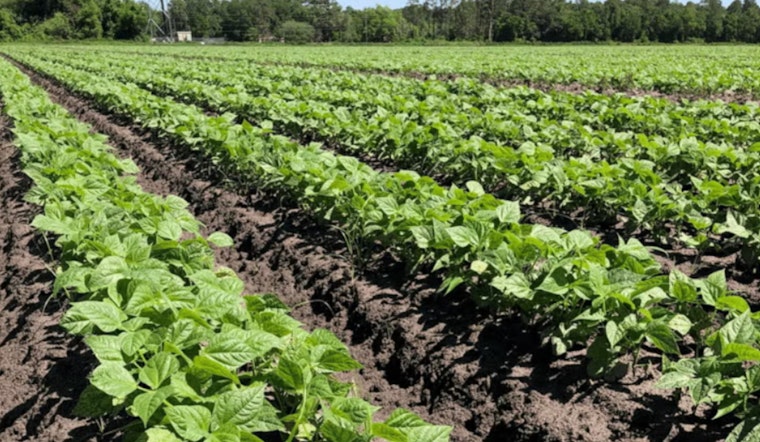 St. Johns County Launches Rural Land Preservation Program - Eligible Farmers and Ranchers Encouraged to Apply
