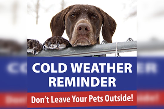 St. Peters Animal Control Warns Pet Owners to Shield Their Pets from the Bitter Cold Ahead