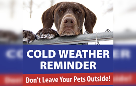 St. Peters Animal Control Warns Pet Owners to Shield Their Pets from the Bitter Cold Ahead