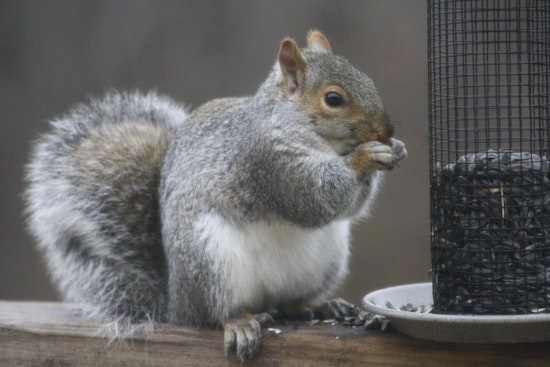 St. Peters Health Department Explains Bustling Squirrel Activity During Mating Season