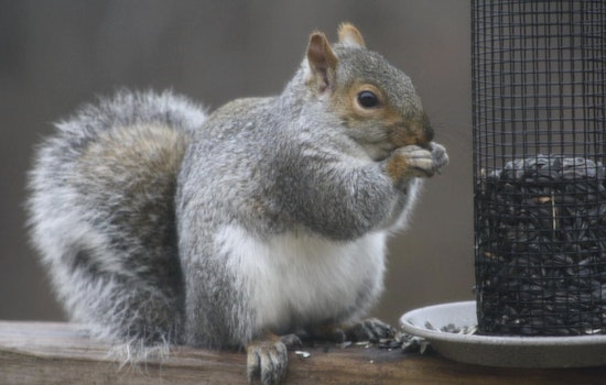 St. Peters Health Department Explains Bustling Squirrel Activity During Mating Season