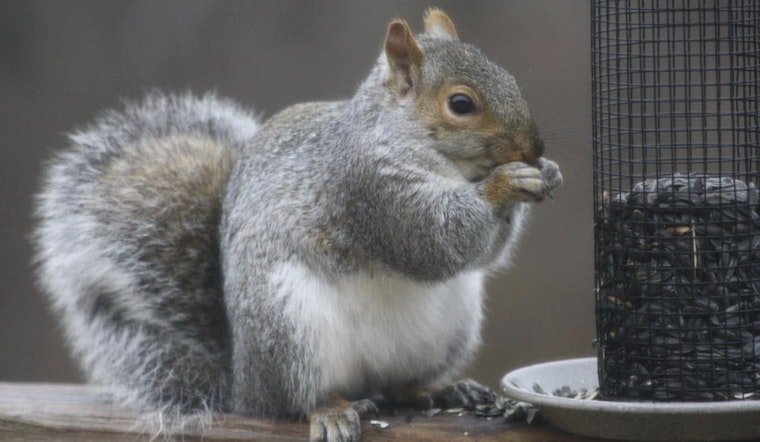 St. Peters Health Department Explains Bustling Squirrel Activity During Mating Season