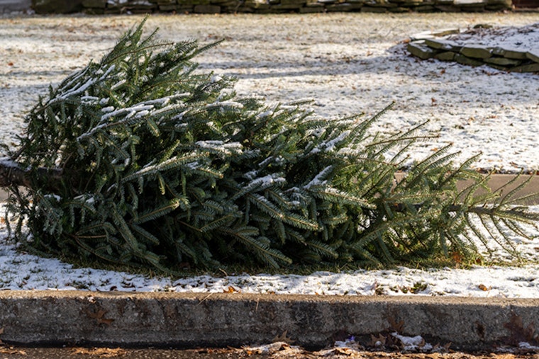 St. Louis Park Offers Free Christmas Tree Disposal for Eco-Friendly Post-Holiday Clean-Up