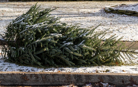 St. Louis Park Offers Free Christmas Tree Disposal for Eco-Friendly Post-Holiday Clean-Up