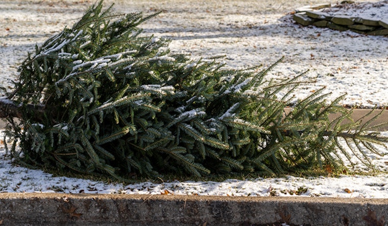St. Louis Park Offers Free Christmas Tree Disposal for Eco-Friendly Post-Holiday Clean-Up