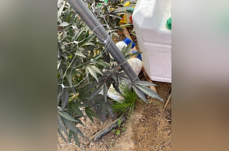 State Pot Busts Torch $57M In Illegal Weed From Hayward To Harbor City