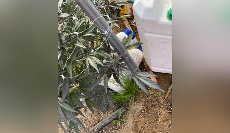 State Pot Busts Torch $57M In Illegal Weed From Hayward To Harbor City