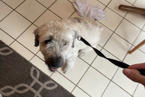 Stray Dog Reunited with Owner in Maple Grove Thanks to Police Social Media Efforts