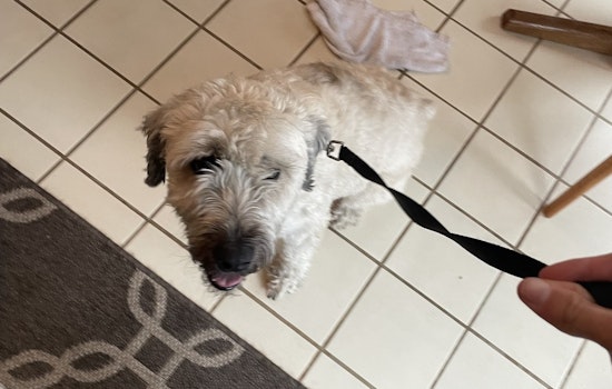 Stray Dog Reunited with Owner in Maple Grove Thanks to Police Social Media Efforts
