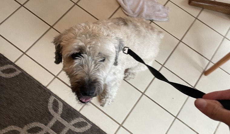 Stray Dog Reunited with Owner in Maple Grove Thanks to Police Social Media Efforts