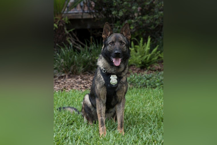 Tampa Police Department Mourns the Loss of Beloved Retired K9 Sniper