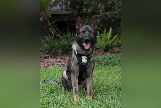 Tampa Police Department Mourns the Loss of Beloved Retired K9 Sniper