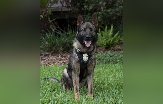 Tampa Police Department Mourns the Loss of Beloved Retired K9 Sniper