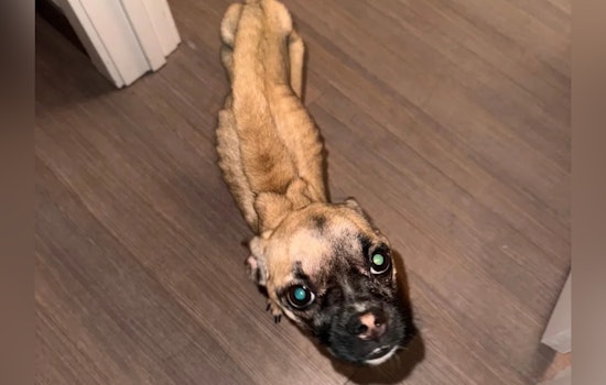 Taunton Man to Face Animal Cruelty Charges After Undernourished Dog Found in West Bridgewater Traffic Stop