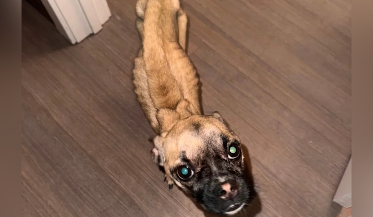 Taunton Man to Face Animal Cruelty Charges After Undernourished Dog Found in West Bridgewater Traffic Stop
