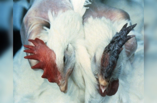 Tennessee Agency Issues Safety Guidelines as Avian Influenza Affects Southeast Wild Bird Populations
