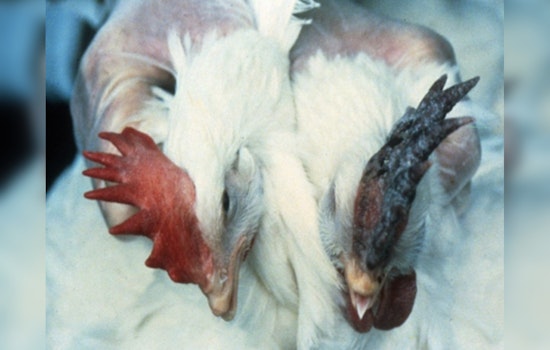 Tennessee Agency Issues Safety Guidelines as Avian Influenza Affects Southeast Wild Bird Populations