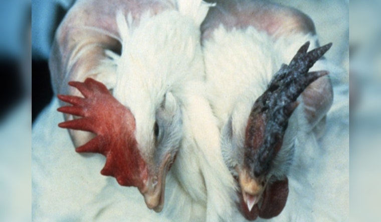 Tennessee Agency Issues Safety Guidelines as Avian Influenza Affects Southeast Wild Bird Populations