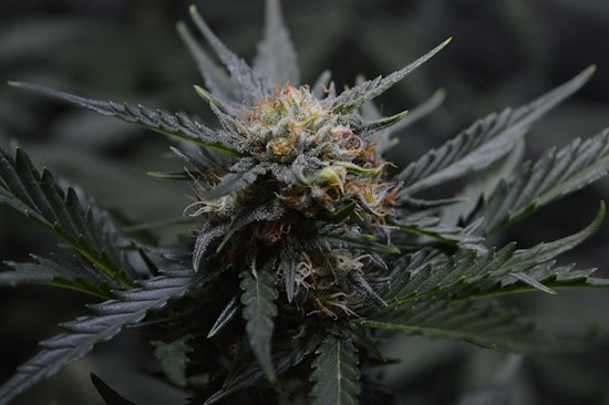 Texas Original Opens State's Largest Medical Cannabis Facility in Bastrop, Enhancing Patient Access