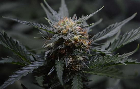 Texas Original Opens State's Largest Medical Cannabis Facility in Bastrop, Enhancing Patient Access