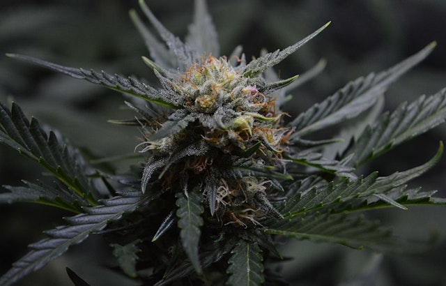 Texas Original Opens State's Largest Medical Cannabis Facility in Bastrop, Enhancing Patient Access