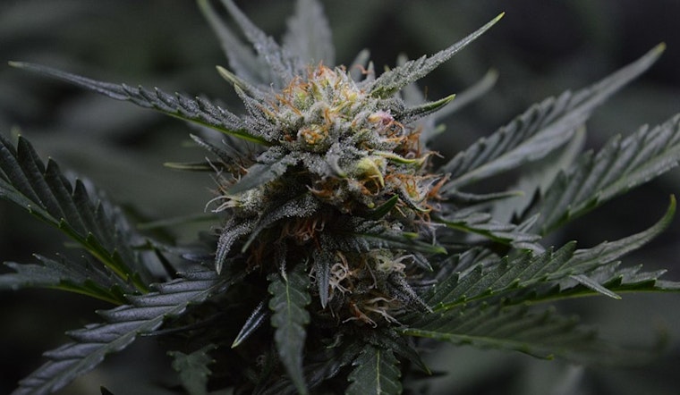 Texas Original Opens State's Largest Medical Cannabis Facility in Bastrop, Enhancing Patient Access