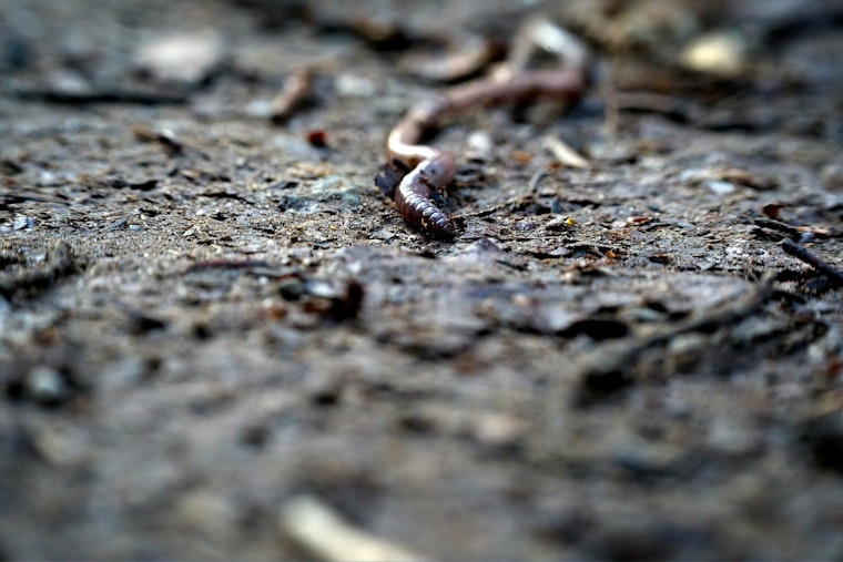 Texas A&M Forensic Entomologist Helps Narrow Timelines In Cases