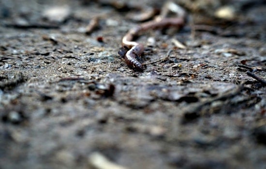 Texas A&M Forensic Entomologist Helps Narrow Timelines In Cases