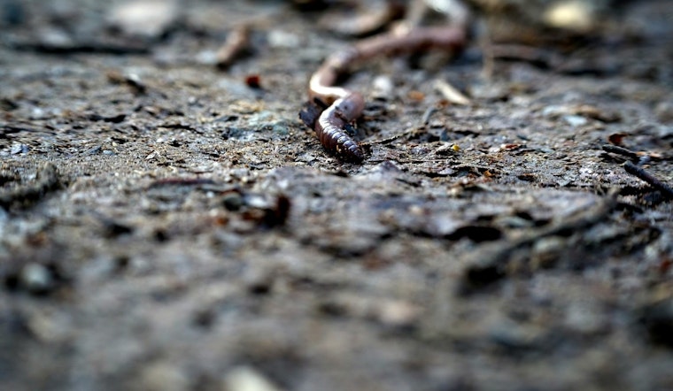 Texas A&M Forensic Entomologist Helps Narrow Timelines In Cases