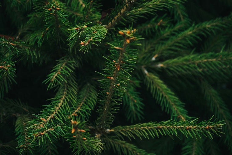 Texas Christmas Tree Industry Flourishes with Soaring Demand and Expanded Farm Acreage