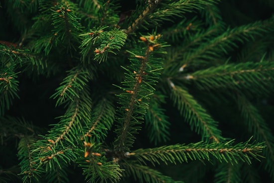 Texas Christmas Tree Industry Flourishes with Soaring Demand and Expanded Farm Acreage