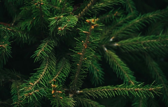 Texas Christmas Tree Industry Flourishes with Soaring Demand and Expanded Farm Acreage