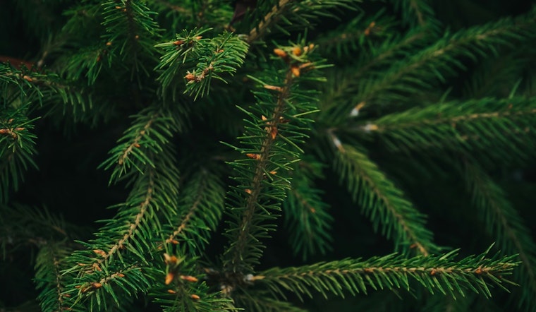 Texas Christmas Tree Industry Flourishes with Soaring Demand and Expanded Farm Acreage