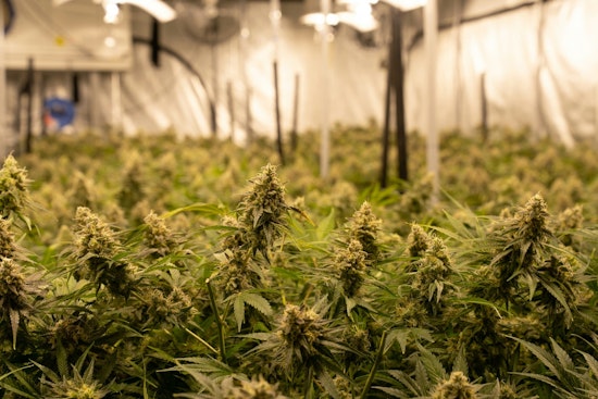 Texas Original Opens 75,000‑Sq‑Ft Medical Cannabis HQ in Bastrop