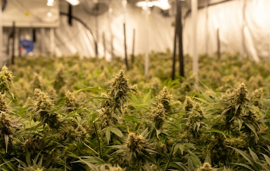 Texas Original Opens 75,000‑Sq‑Ft Medical Cannabis HQ in Bastrop