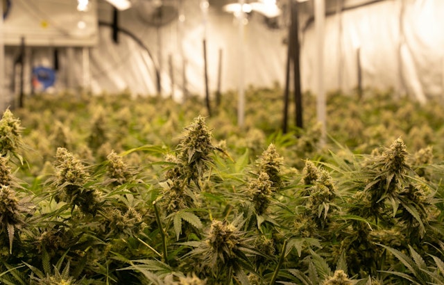 Texas Original Opens 75,000‑Sq‑Ft Medical Cannabis HQ in Bastrop