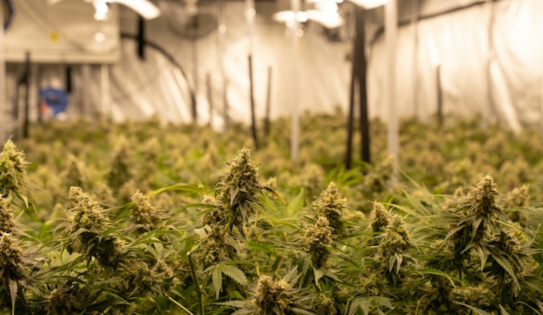 Texas Original Opens 75,000‑Sq‑Ft Medical Cannabis HQ in Bastrop