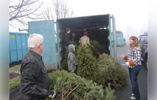 Thurston County Offers Free and Eco-Friendly Christmas Tree Recycling Options