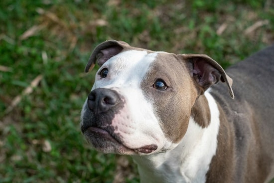 Toddler Attacked by Pit Bull in Manhattan Sparks Debate on Urban Dog Safety and Ownership