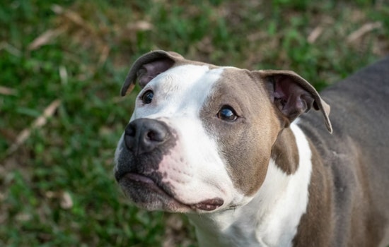 Toddler Attacked by Pit Bull in Manhattan Sparks Debate on Urban Dog Safety and Ownership